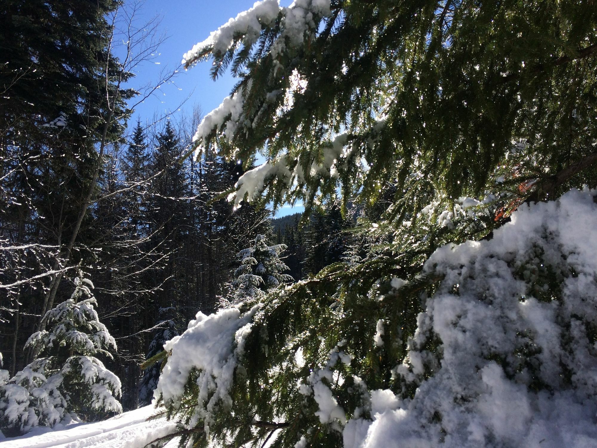 Apartments Four Leaf Clover Bansko To Rent Buitenkant foto